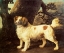 Picture of LEMON AND WHITE SPANIEL 1784