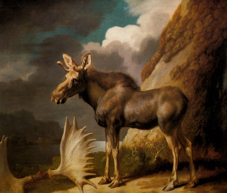 Picture of THE MOOSE 1770