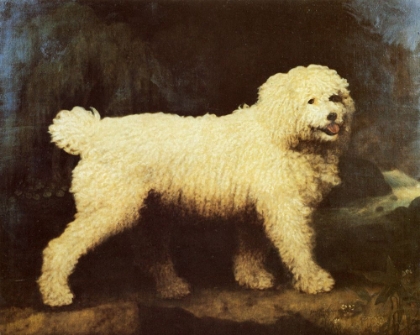 Picture of WATER SPANIEL DOG 1804