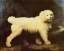 Picture of WATER SPANIEL DOG 1804