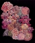 Picture of BOUQUET CA 1915