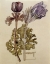Picture of ANEMONE AND PASQUE, WALBERSWICK 1915