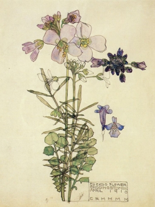 Picture of CUCKOO FLOWER, CHIDDINGSTONE 1910