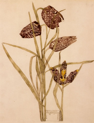 Picture of FRITILLARIA, WALBERSWICK 1915