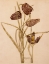 Picture of FRITILLARIA, WALBERSWICK 1915