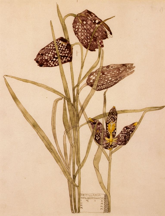 Picture of FRITILLARIA, WALBERSWICK 1915
