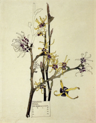 Picture of JAPANESE WITCH HAZEL 1915