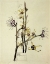 Picture of JAPANESE WITCH HAZEL 1915