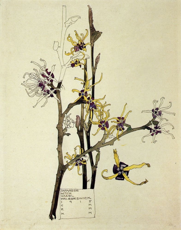 Picture of JAPANESE WITCH HAZEL 1915