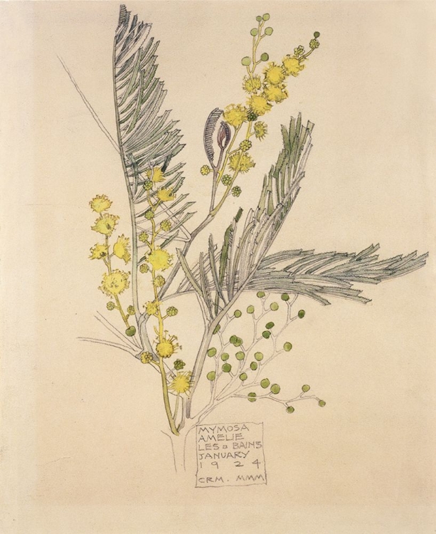 Picture of MIMOSA, AMELIE-LES-BAINS 1924