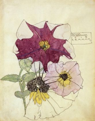 Picture of PETUNIA, WALBERSWICK 1914