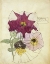 Picture of PETUNIA, WALBERSWICK 1914
