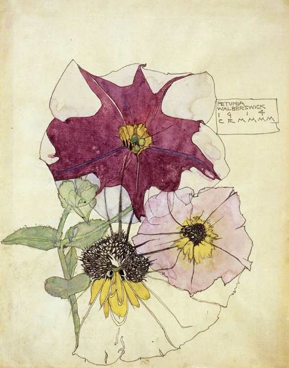 Picture of PETUNIA, WALBERSWICK 1914