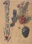 Picture of PINE CONES, MONT LOUIS 1925