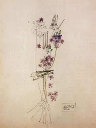 Picture of STORKS BILL, HOLY ISLAND 1901