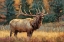 Picture of CALLING BULL ELK IN MEADOW I