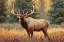 Picture of CALLING BULL ELK IN MEADOW II