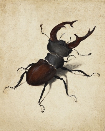 Picture of STAG BEETLE 1505