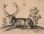 Picture of STAG, WENCESLAUS HOLLAR