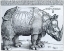 Picture of THE RHINOCEROUS 1515