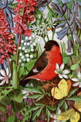 Picture of 1869 VOL. 25 - BULLFINCH