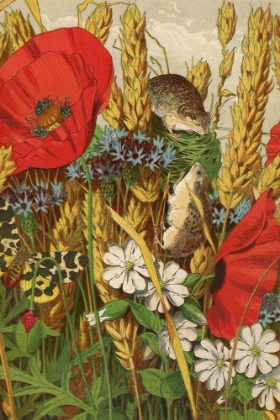 Picture of 1869 VOL. 25 - HARVEST MICE AND POPPIES