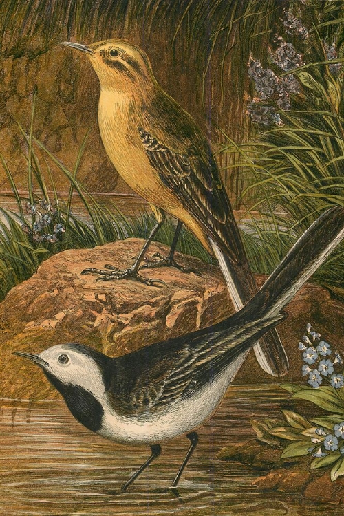 Picture of 1870 VOL. 26 - BIRDS 1
