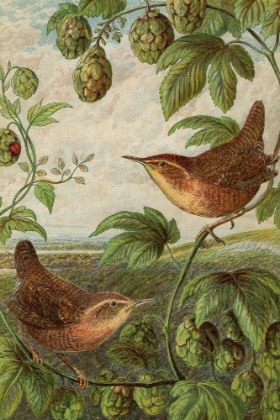 Picture of 1870 VOL. 26 - BIRDS 2