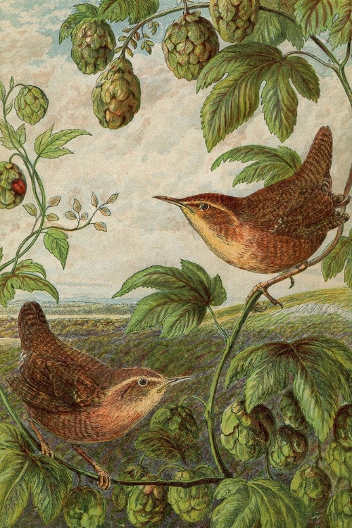 Picture of 1870 VOL. 26 - BIRDS 2