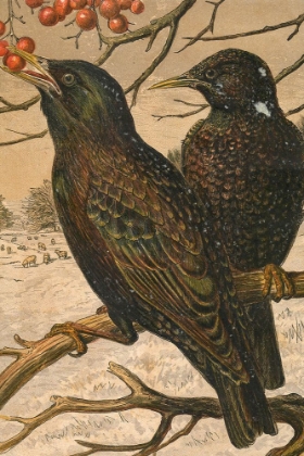 Picture of 1870 VOL. 26 - WINTER BIRDS