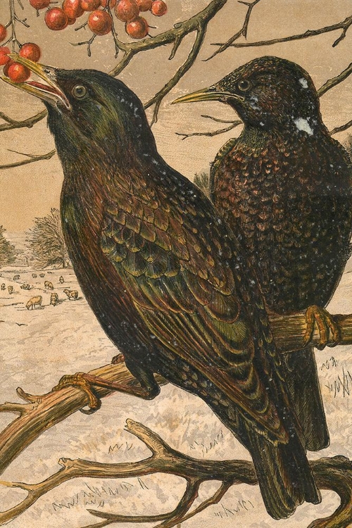 Picture of 1870 VOL. 26 - WINTER BIRDS