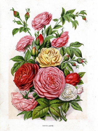 Picture of 1871 VOL. 27 - ENGLISH ROSES
