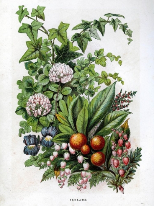 Picture of 1871 VOL. 27 - IRISH FLOWERS