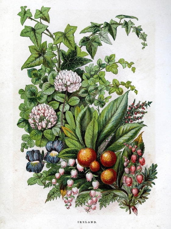Picture of 1871 VOL. 27 - IRISH FLOWERS