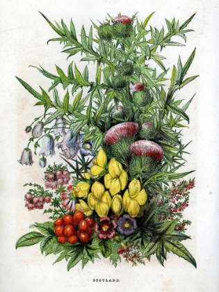 Picture of 1871 VOL. 27 - SCOTTISH FLOWERS