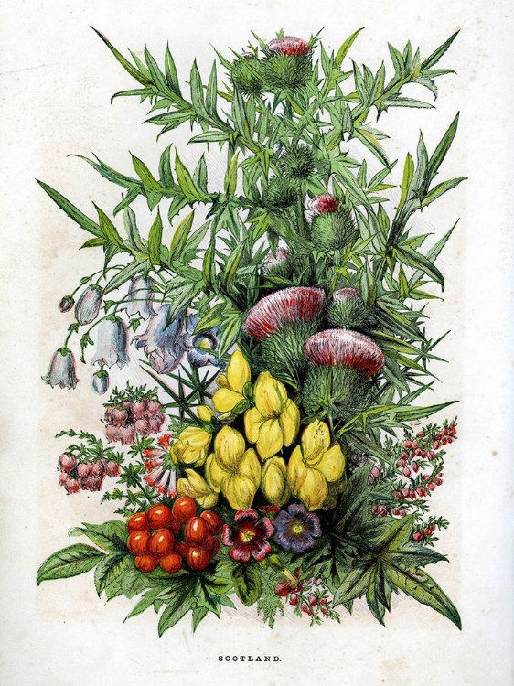 Picture of 1871 VOL. 27 - SCOTTISH FLOWERS