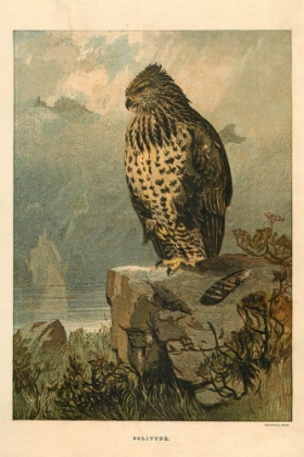 Picture of 1872 VOL. 28 - BIRD OF PREY