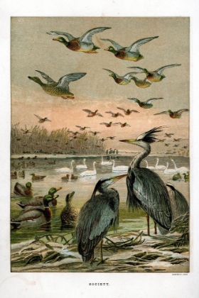 Picture of 1872 VOL. 28 - BIRDS IN WINTER
