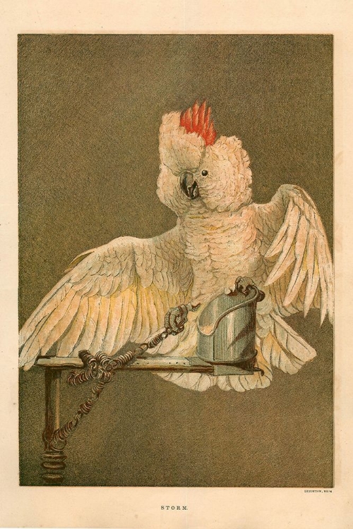 Picture of 1872 VOL. 28 - CRESTED COCKATOO