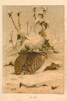 Picture of 1872 VOL. 28 - GROUSE IN THE SNOW