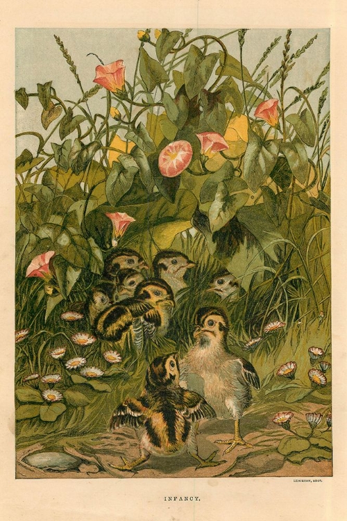 Picture of 1872 VOL. 28 - SPRING CHICKS