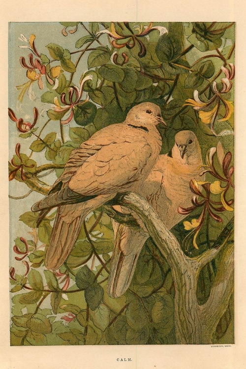 Picture of 1872 VOL. 28 - SUMMER DOVES