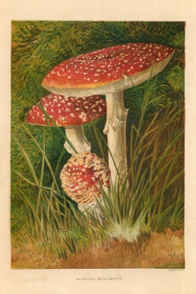 Picture of 1873 VOL. 29 - AGARICUS MUSCARIOUS MUSHROOM