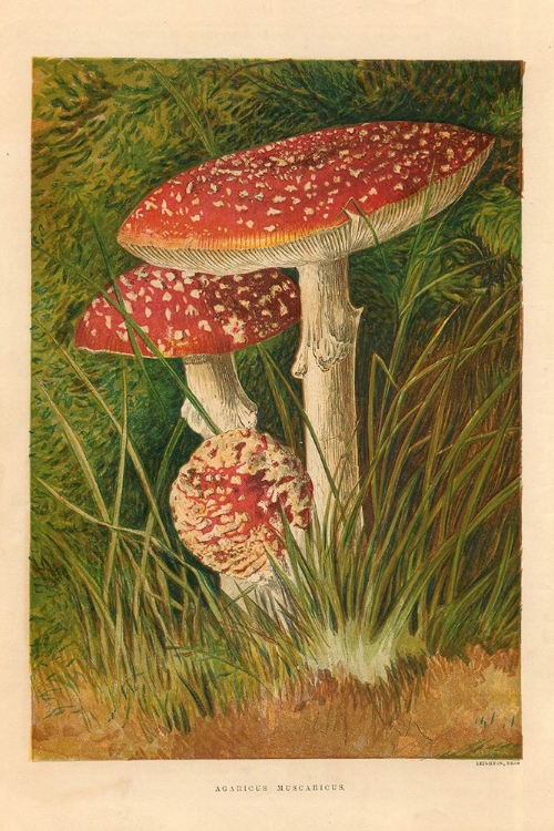 Picture of 1873 VOL. 29 - AGARICUS MUSCARIOUS MUSHROOM
