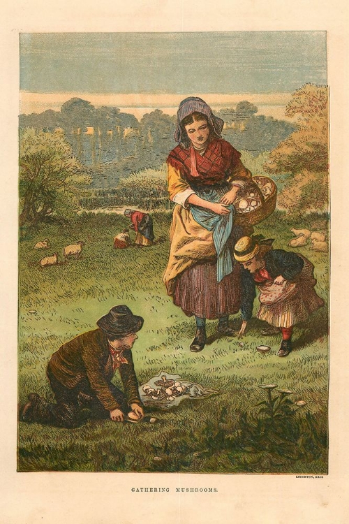 Picture of 1873 VOL. 29 - GATHERING MUSHROOMS
