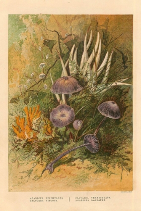 Picture of 1873 VOL. 29 - MORE MUSHROOMS