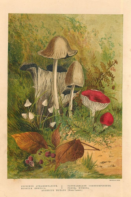 Picture of 1873 VOL. 29 - MUSHROOMS