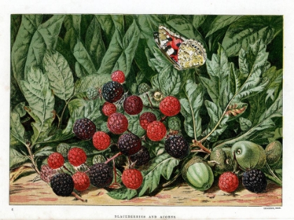 Picture of 1876 VOL. 32 - BLACKBERRIES AND ACORNS