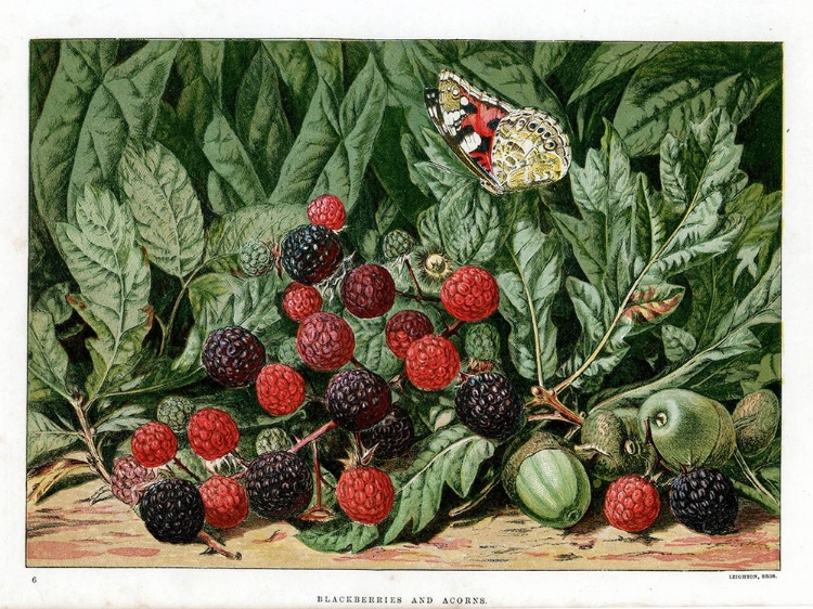 Picture of 1876 VOL. 32 - BLACKBERRIES AND ACORNS