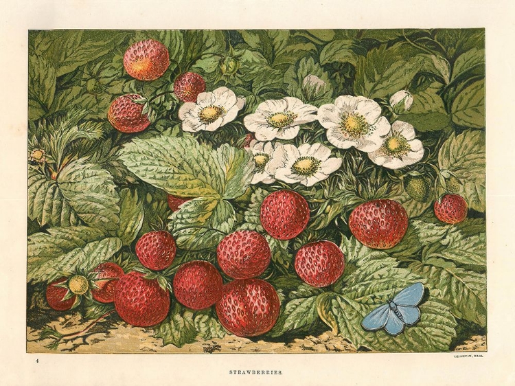 Picture of 1876 VOL. 32 - STRAWBERRIES